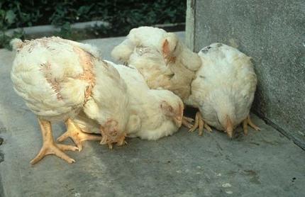 diseases of chickens