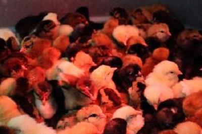 chicken broiler disease and treatment