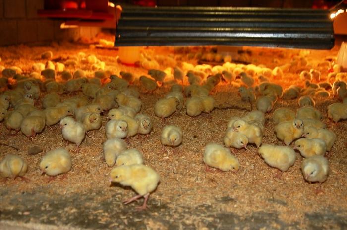 broilers fall to their feet