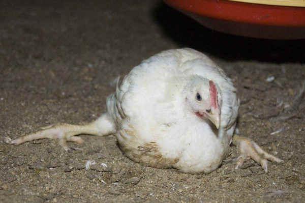 chicken broilers fall to their feet