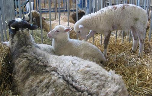 Романова порода овце