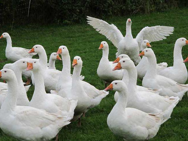 wie man einen Betrachter von einer Gans durch ihr Aussehen unterscheidet