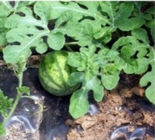 como cultivar melancias ao ar livre