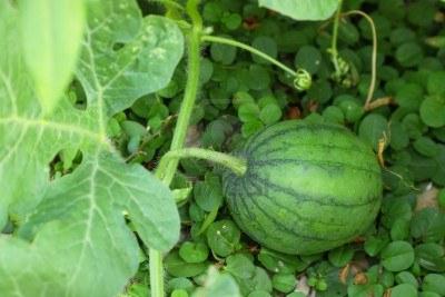 wie man eine Wassermelone in der mittleren Spur züchtet