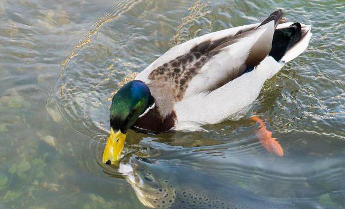 ガチョウはアヒルを食べる