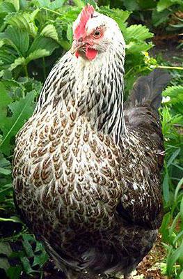 Kotlyarevskaya breed of chickens