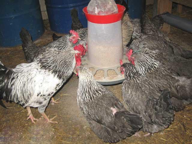 Kotlyarevskaya breed chickens reviews