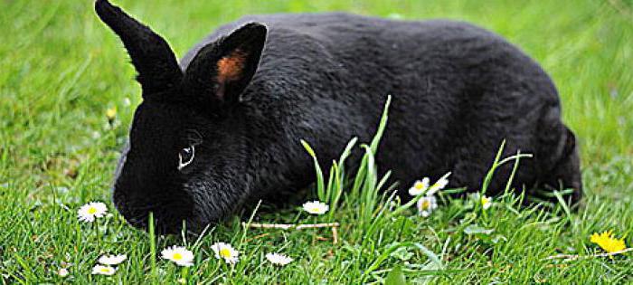 tavşan siyah kahverengi fotoğraf