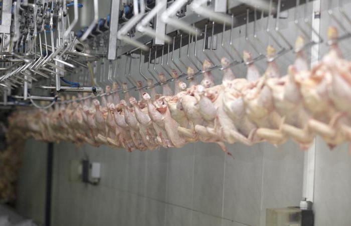 processamento primário de carne e miudezas