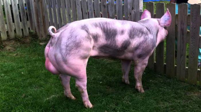 пьетрен порода свиней