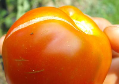 kodėl pomidorai prasiskverbia