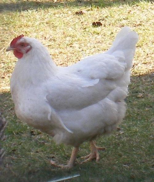 La race de poulets la plus pondeuse, gros œuf 