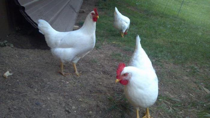 De mest ægproducerende kyllingeacer med fotos og beskrivelser