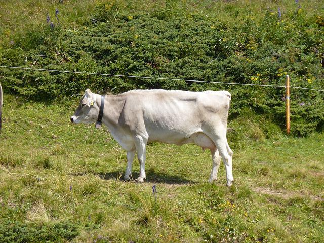 descripción de cow shvitskaya