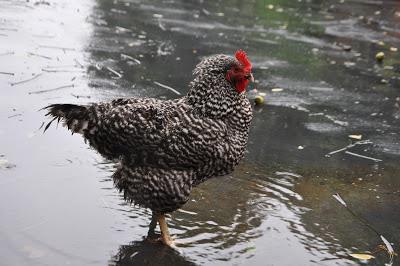 Température corporelle des poulets