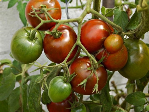 Pomidorų sodinimas ir priežiūra