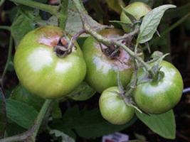 tomaten Phytophthora