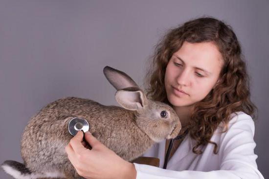 rabbit haemorrhagic disease