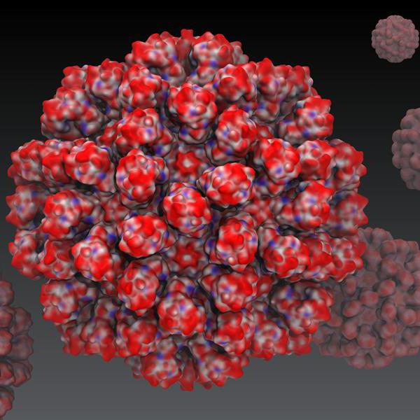 rabbit viral hemorrhagic disease