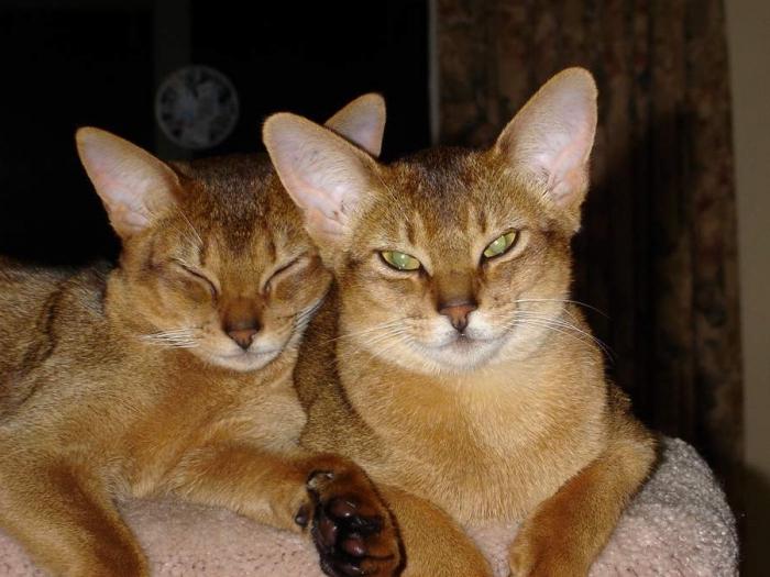 Abyssinian cat character