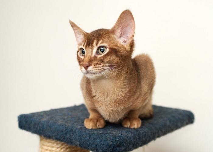 abyssinian cat reviews