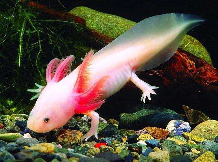 도마뱀 axolotl 