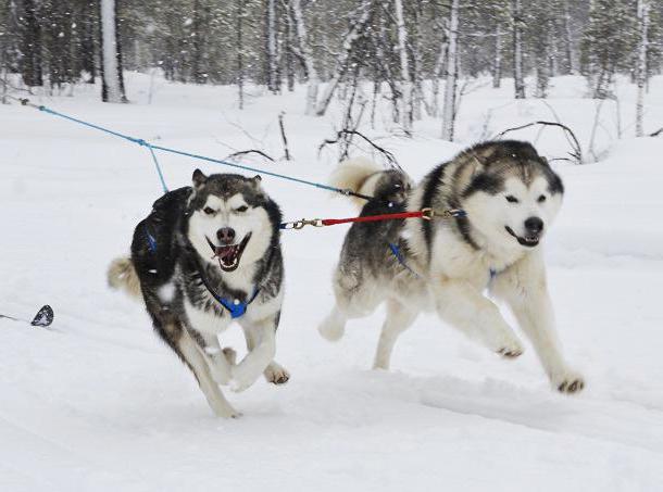 acasalamento malamute do Alasca