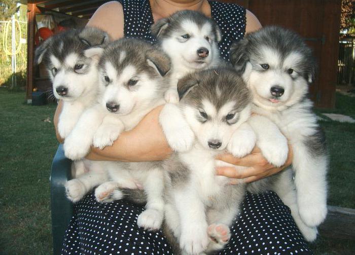 Husky Siberiano e Malamute do Alasca