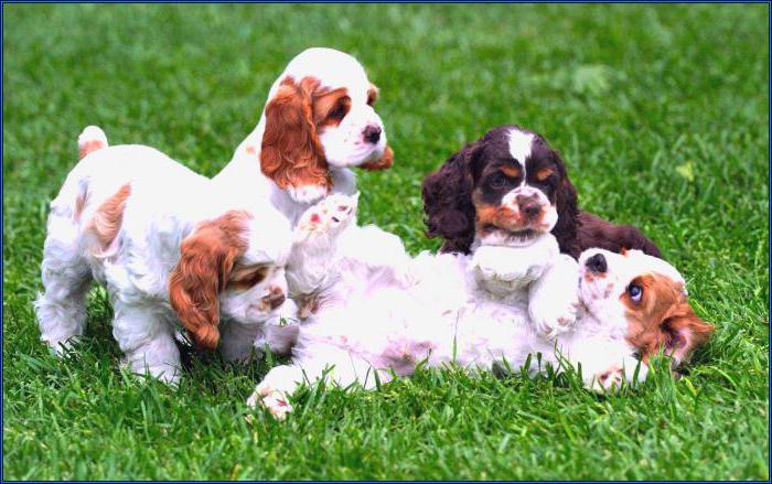 English Cocker Spaniel breed description 