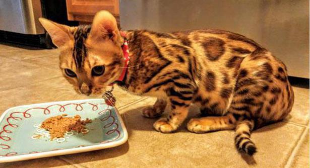 τι μπορείς να ταΐσεις ένα γατάκι της Βεγγάλης; 