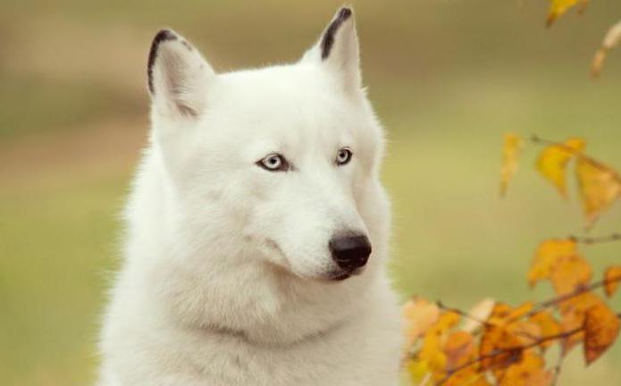 husky branco