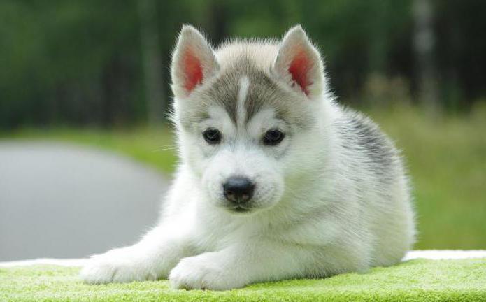 foto de husky branco