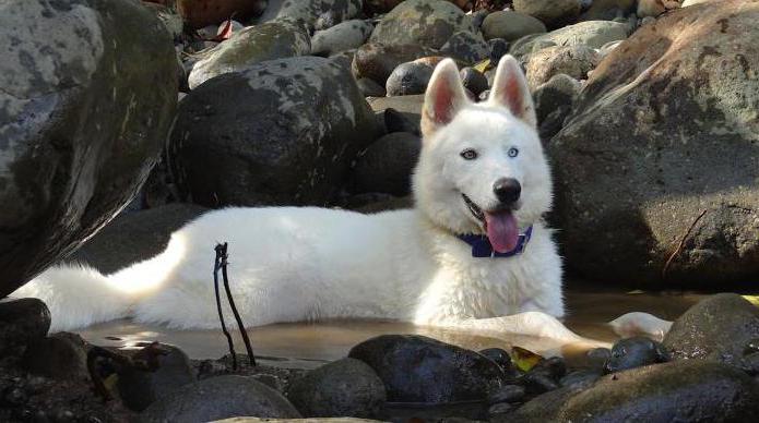 husky branco com olhos castanhos