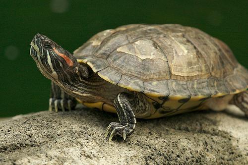 hoe je roodoorschildpadden thuis voedt