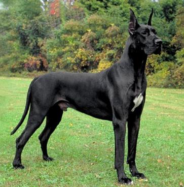 great dane tysk