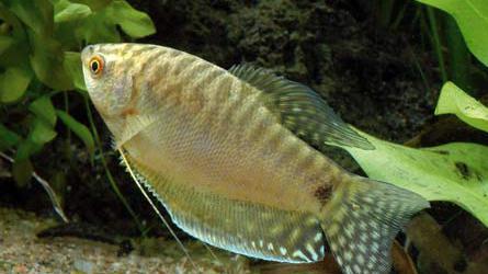 Su kokia žuvimi susiduria gourami?