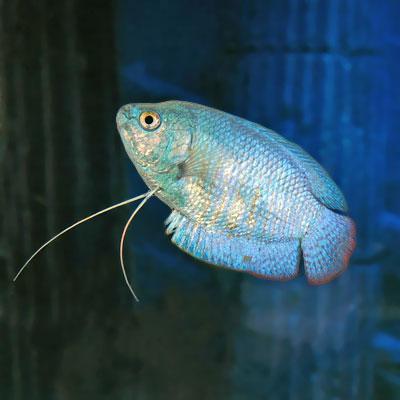 Gourami-hunner