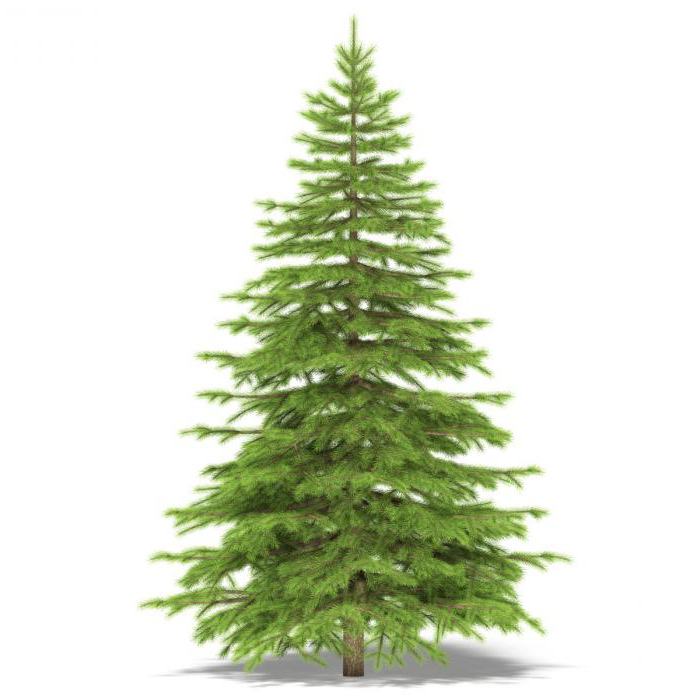 Riddle about spruce