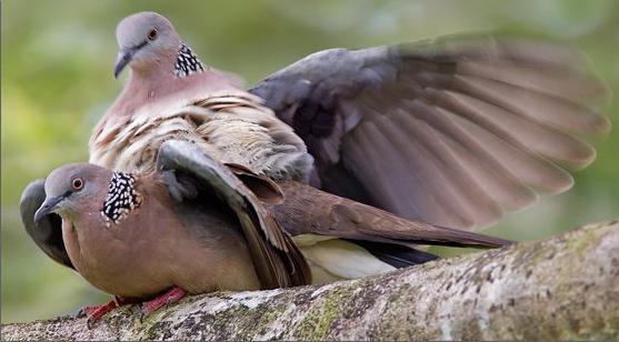 как се размножават гълъбите