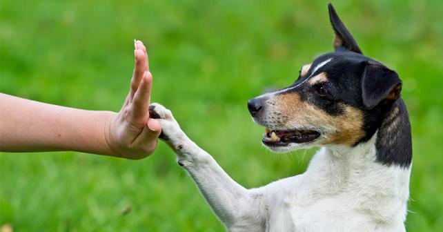 how to teach a dog to a team near without a leash 