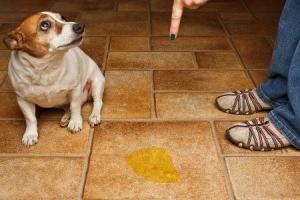 kaip atpratinti šunį nuo žymėjimo namuose