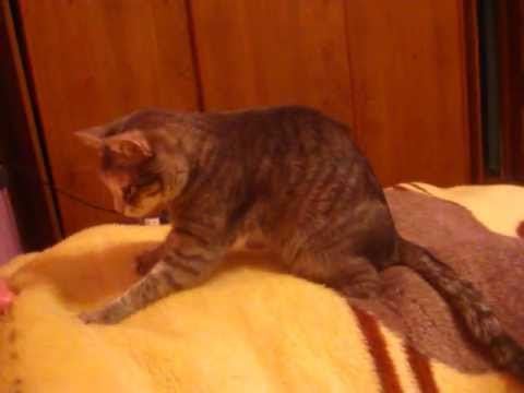 котка тъпче лапи