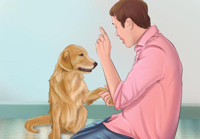 comment mettre un chien en colère contre des inconnus 