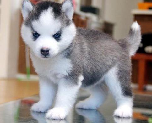 come nutrire il tuo cucciolo husky