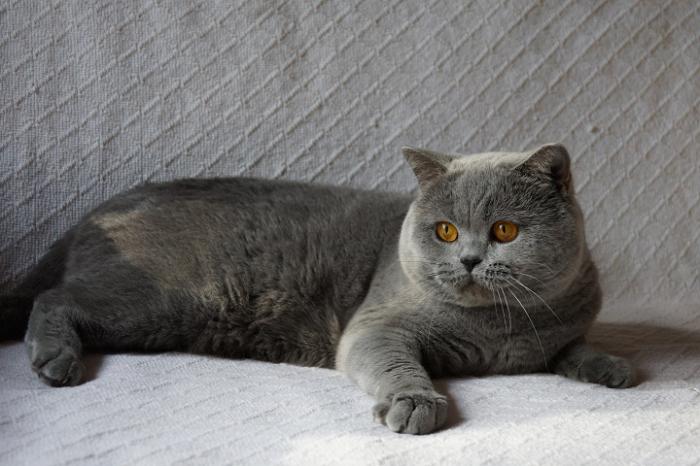 灰色の猫の品種
