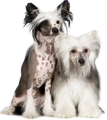 Chinese Crested Dog Breed Photos