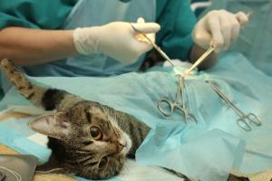 мачка након операције стерилизације