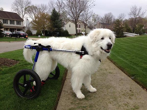 Инвалидска колица за псе