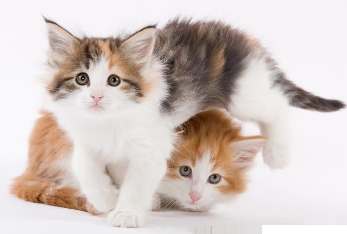 royal canin voor kittens 