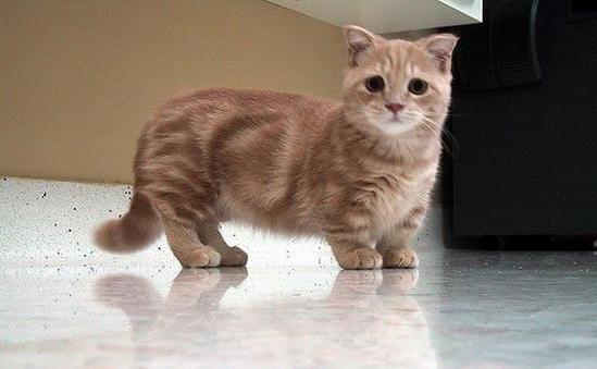 足の短い猫